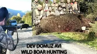 YOK BÖYLE BİR DOMUZ AVI  GÖRENLER ŞAŞKINA DÖNDÜ MUHTEŞEM BİR DOMUZ AVI / WILD BOAR HUNTING