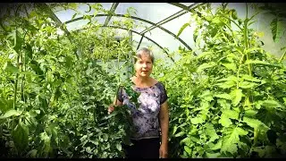 Вершкую томаты и сравниваю два сорта. Бычье Сердце и Малиновый Родео.