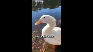 Baby Swan vs Real Baby Swan