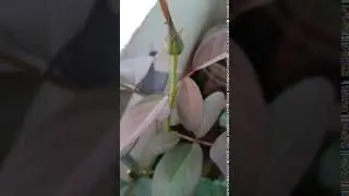 Rose Bud and Petals Background Video