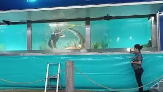 shark trainer flip shark