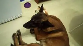 Как кошка с собакой))