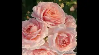 РОЗЫ-НОВИНКИ в питомнике Нью-Джерси.