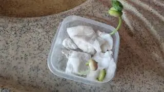 Fasülyenin 7. Günü