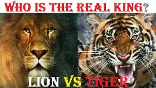 Why Lion is King Of Jungle | LION VS TIGER