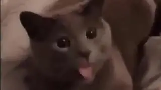 Funny Cat Fails: I cannot make it