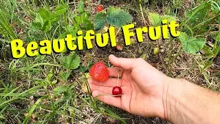 Enjoying Sour Cherries & Strawberries