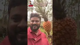 one day stay in forest updates: We tasted forest pineapple🍍#ask2abi #naturelovers #wildlife #travel🤩