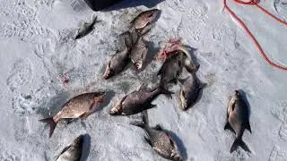 Зимняя рыбалка. Лещ на коромысло.