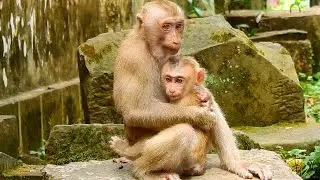 Awesome! Young Female Monkey Amanda Adopted Baby From Real Mum.