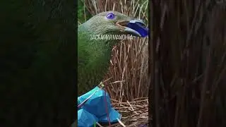 The bird fumbles for the interior design and accurately matches the color. Bowerbirds