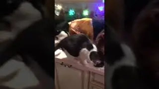Кот спинальник со всеми просит кушать
