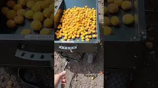 Урожай Жердёлы