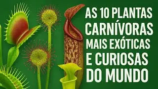 As 10 plantas carnívoras mais exóticas e curiosas do mundo