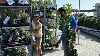 The Lemonade Project - Tree giving event