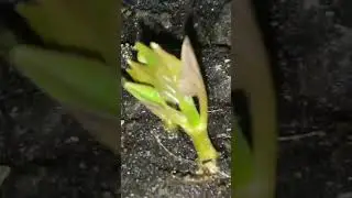 Мирабилис - многолетнее растение после зимовки.