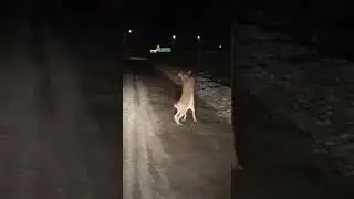 Сняли с машины, как дерутся зайцы, что-то не поделили!  :)))