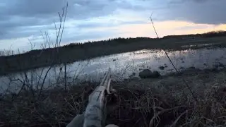 На селезня без ПОДСАДНОЙ! Весенняя охота.