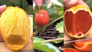 Farm fresh Ninja fruit cutting/Oddly Satisfying fruit Ninja mixed#shorts#ninja#farm#satisfying#fruit