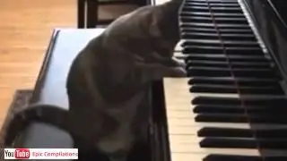 Cats+musikant