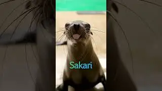 Pause the video to see which California sea lion you are!