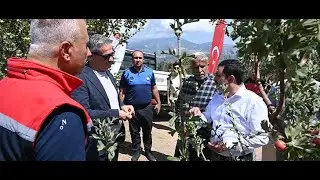 Belen’de Alıç Meyvesinin İlk Hasadı Gerçekleşti  4 eylül 2024 8gunhaber