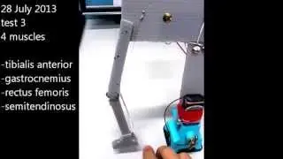 BioMetal Leg Model #entry3