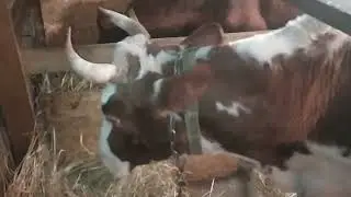 #деревенскаяжизнь #Охота у коз  #новости #корова