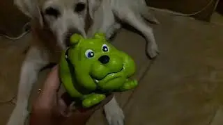 Новая игрушка для любимой собаки