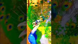 a peacock sound #peacock #shorts #peacockrangoli