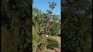 Земля в Канаке, гектар