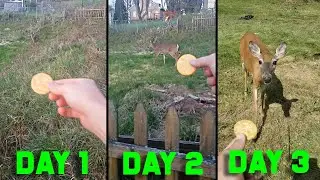 (It took days for her to trust me) Hand Feeding Deer in Back Yard
