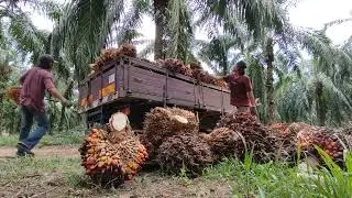 Kerja...kerja.. kerja.. Palm Oil