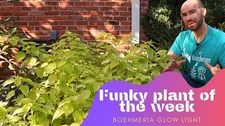 Boehmeria Glow Light FUNKY PLANT OF THE WEEK! / Colorful Gardener