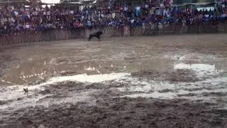 Video de galería dejen sus likes para más videos 30 likes y subo otro saludos!!