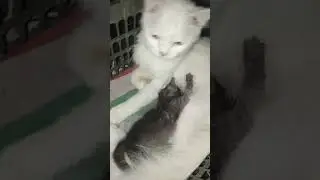 cute cat 😍😺 #cat #cute #kitten #cutecat #pets #funny #bachri #childrenssong #bachre #comedy