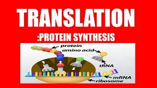 Translation: Protein synthesis