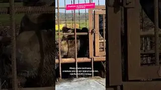 Сахалин. Медведь Лёха, живет на мысе Кузнецова по дороге на Крильон. Любит сгущенку. 
