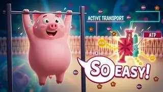 How Active Transport Works: The Sodium-Potassium Pump Explained