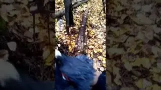 добытые глухари