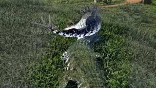 Life of a Deinosuchus at East Plains | The Isle Evrima