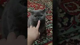 #котики #тренд