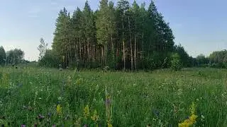 Безмятежность летнего вечера в лесу.