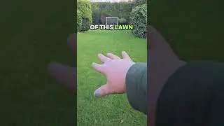 Patience Is Key Sometimes In Lawn Care
