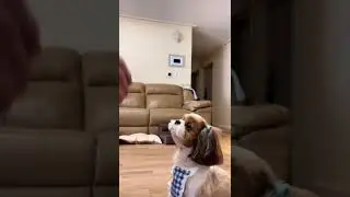 Cute and Funny Shih Tzu Dog 😂🐶😁👏