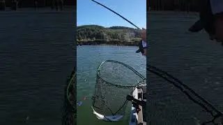 The SALMON UNHOOKED Itself!