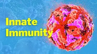 The Cells of Innate Immunity (and Mechanism)