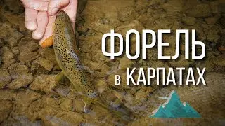 Рибалка в Карпатах. Ловля форелі 2021