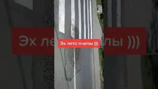 Зверское нападения пчел, чуть унес ноги) 