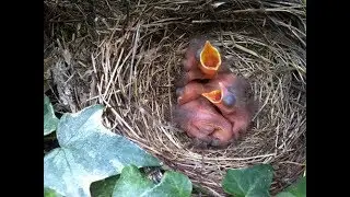 newly born baby sparrow